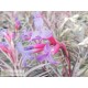 Tillandsia jonesii