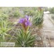 Tillandsia neglecta