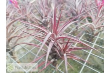 Tillandsia jonesii