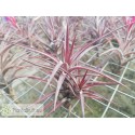 Tillandsia jonesii