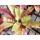 Neoregelia Fishnet