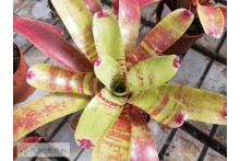Neoregelia Fishnet