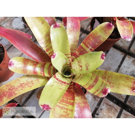 Neoregelia Fishnet