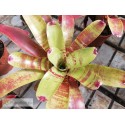 Neoregelia Fishnet