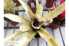 Neoregelia Blushing Bride x pauciflora