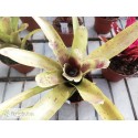 Neoregelia Blushing Bride x pauciflora