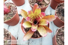 Neoregelia Wild Tiger