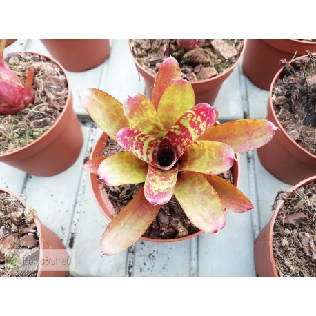 Neoregelia Wild Tiger