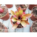 Neoregelia Wild Tiger