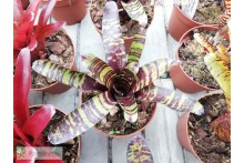 Neoregelia Savoy
