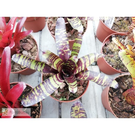 Neoregelia Savoy