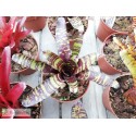 Neoregelia Savoy