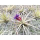 Tillandsia aeranthos