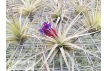 Tillandsia aeranthos