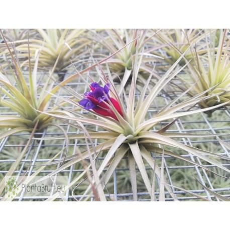 Tillandsia aeranthos
