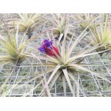 Tillandsia aeranthos