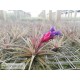 Tillandsia aeranthos Negra