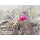 Tillandsia stricta (Petropolis)