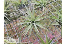 Tillandsia velutina