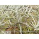 Tillandsia reichenbachii