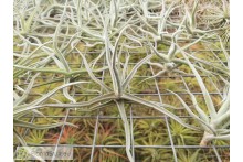 Tillandsia reichenbachii