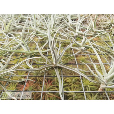 Tillandsia reichenbachii