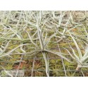 Tillandsia reichenbachii