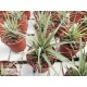 Tillandsia barthlotti