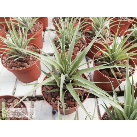 Tillandsia barthlotti