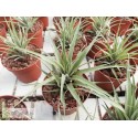 Tillandsia barthlottii