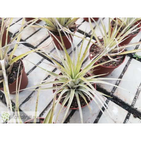 Tillandsia utriculata var. pringlei