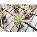 Tillandsia utriculata var. pringlei