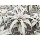 Tillandsia xerographica XL