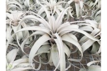 Tillandsia xerographica XL