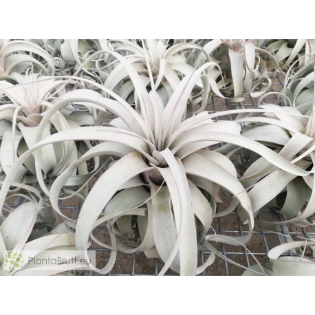 Tillandsia xerographica XL