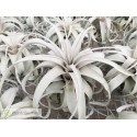 Tillandsia xerographica XL
