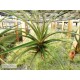 Tillandsia novakii