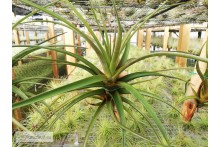 Tillandsia novakii