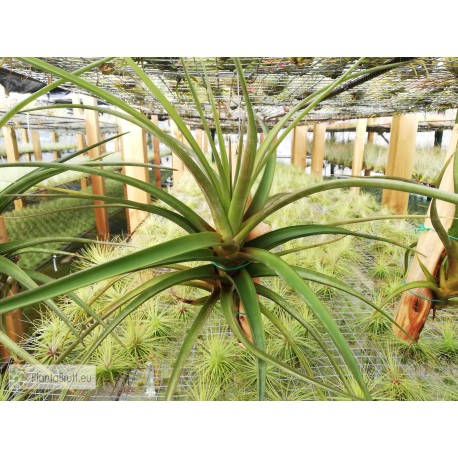 Tillandsia novakii