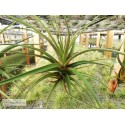 Tillandsia novakii