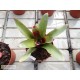 Neoregelia Geppeto