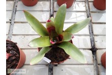 Neoregelia Geppeto