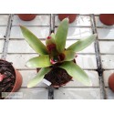 Neoregelia Geppeto
