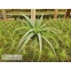 Tillandsia brachycaulos x streptophylla