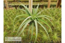 Tillandsia Eric Knobloch  (brachycaulos x streptophylla)