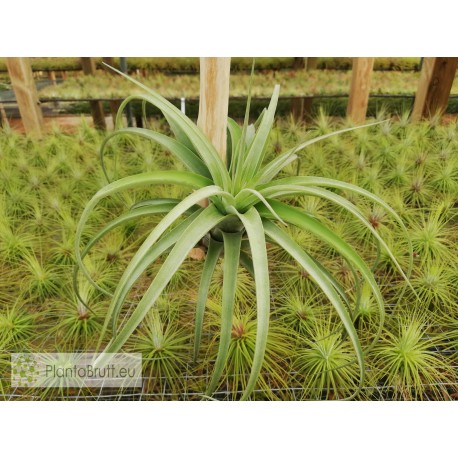 Tillandsia brachycaulos x streptophylla
