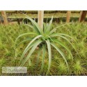 Tillandsia Eric Knobloch  (brachycaulos x streptophylla)
