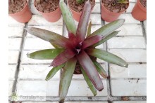 Tillandsia somnians