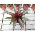 Tillandsia somnians