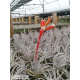 Tillandsia leonamiana L